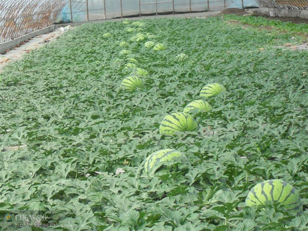 种植基地